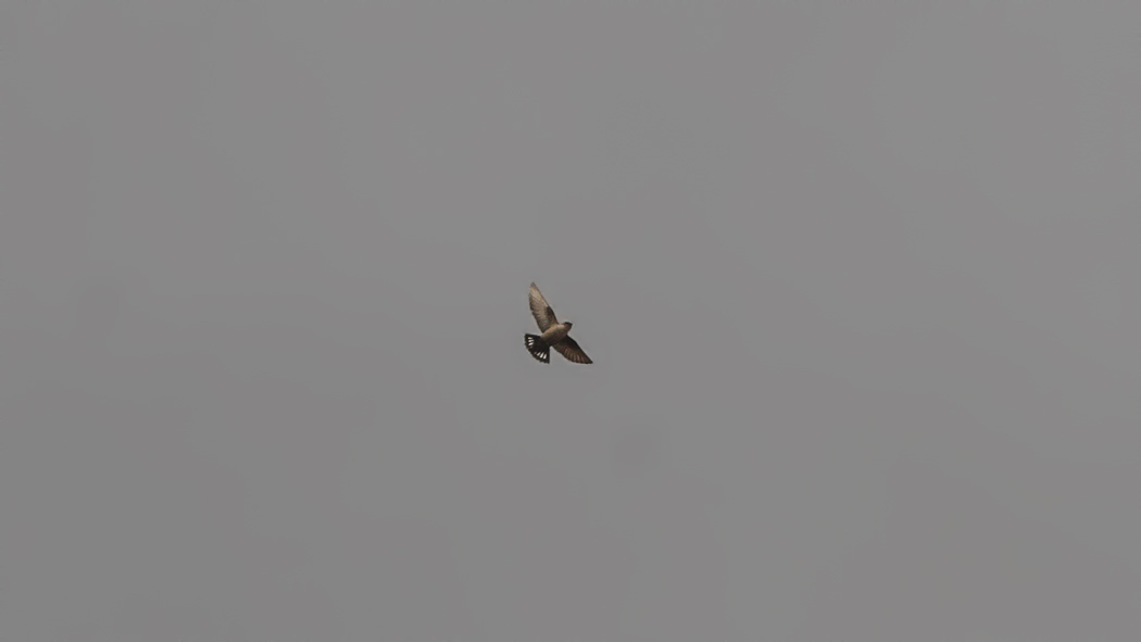 Eurasian Crag Martin