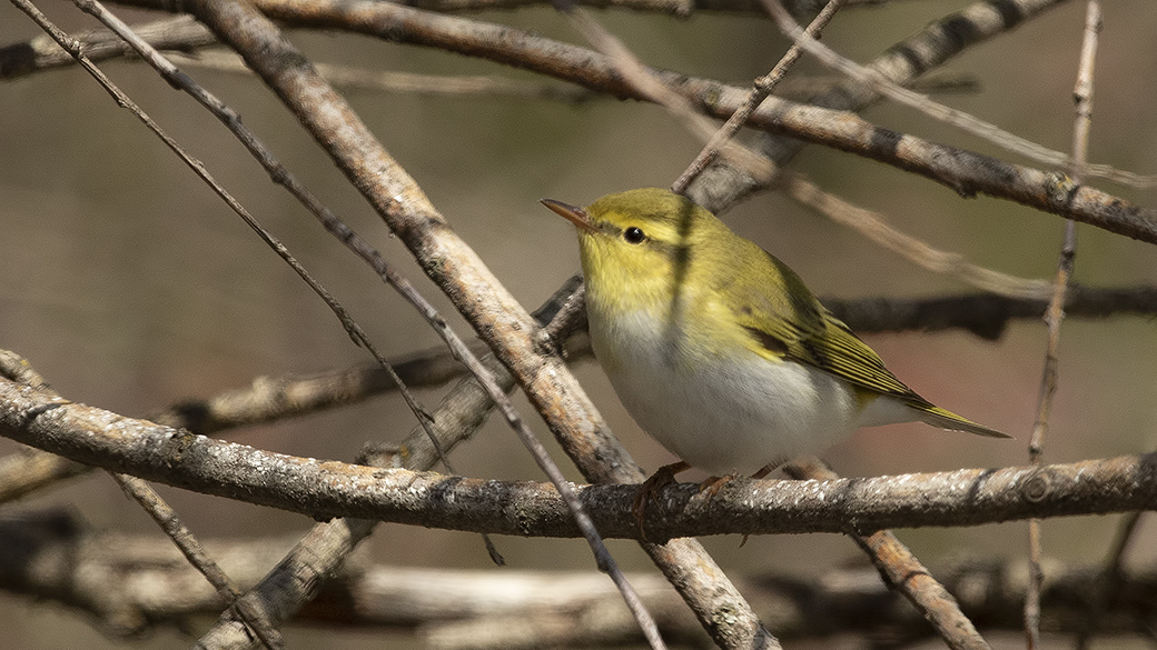 Wood Warbler