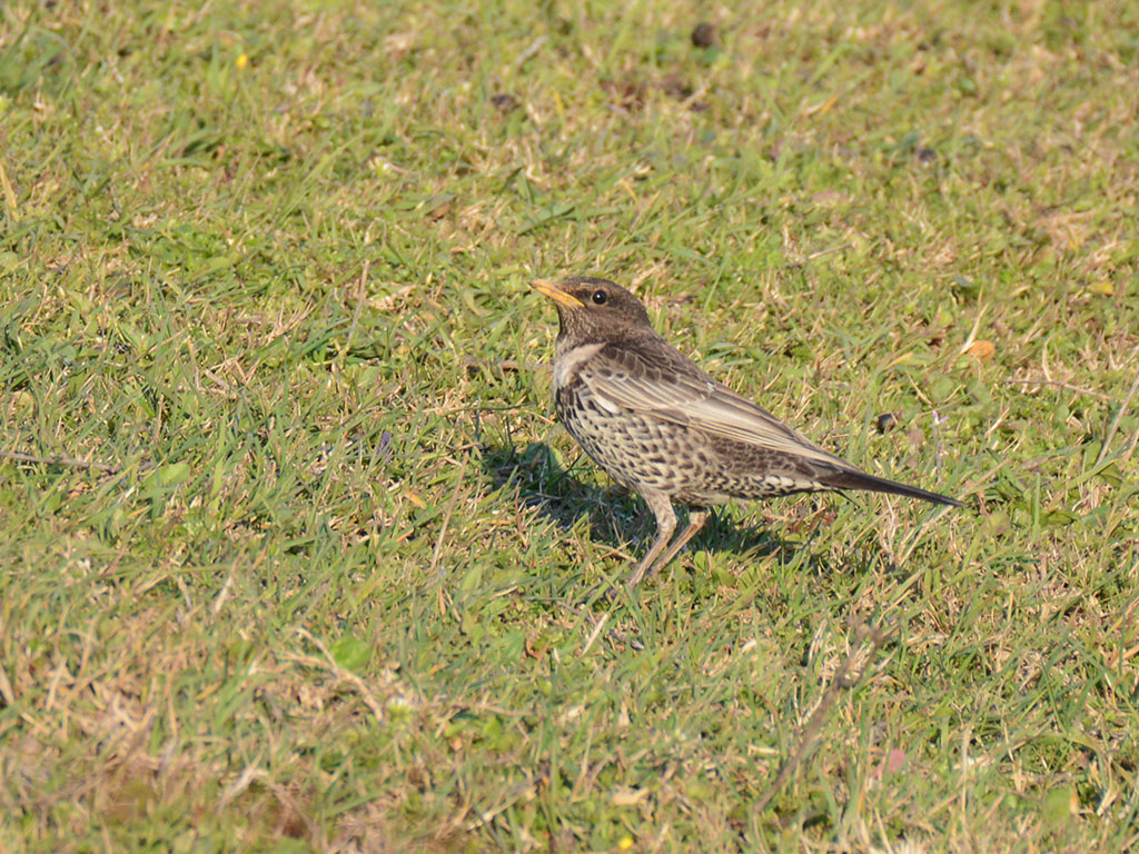 Ring Ouzel