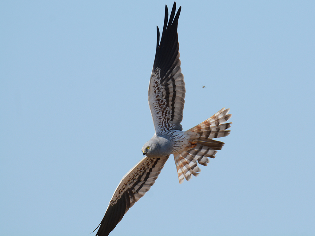 Montagu`s Harrier