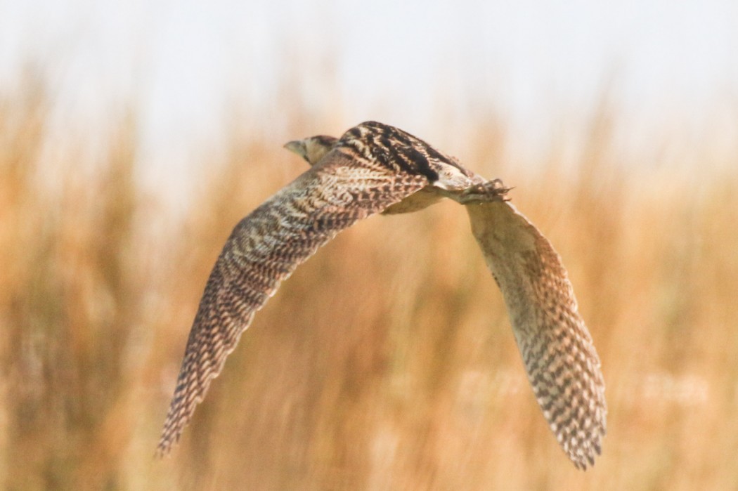 Eurasian Bittern