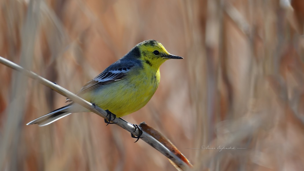 Citrine Wagtail