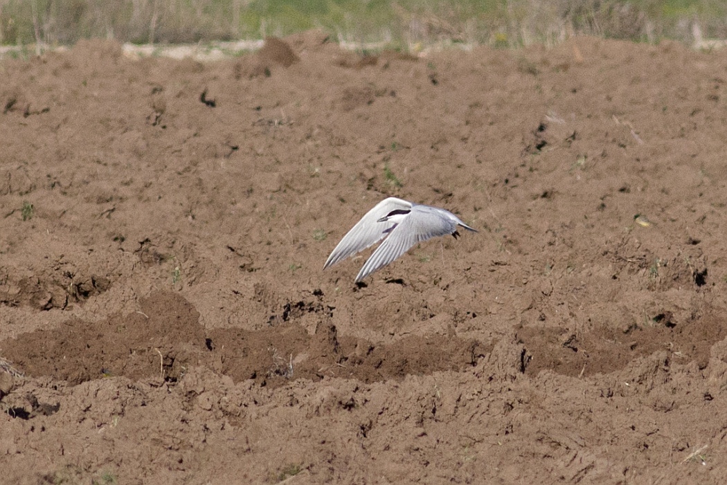Gull-billed Tern