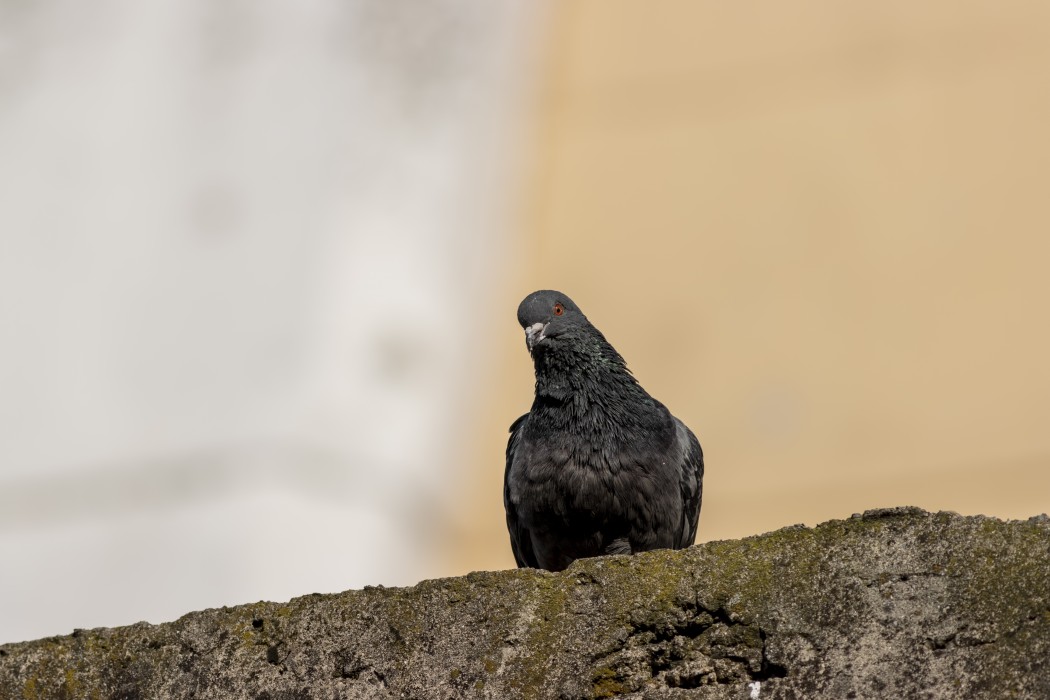 Rock Dove
