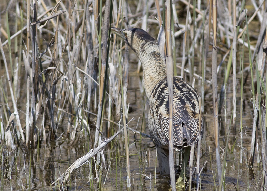 Eurasian Bittern
