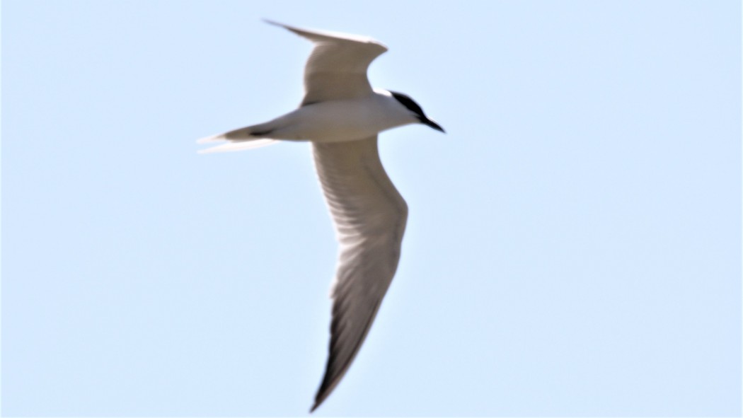 Gull-billed Tern