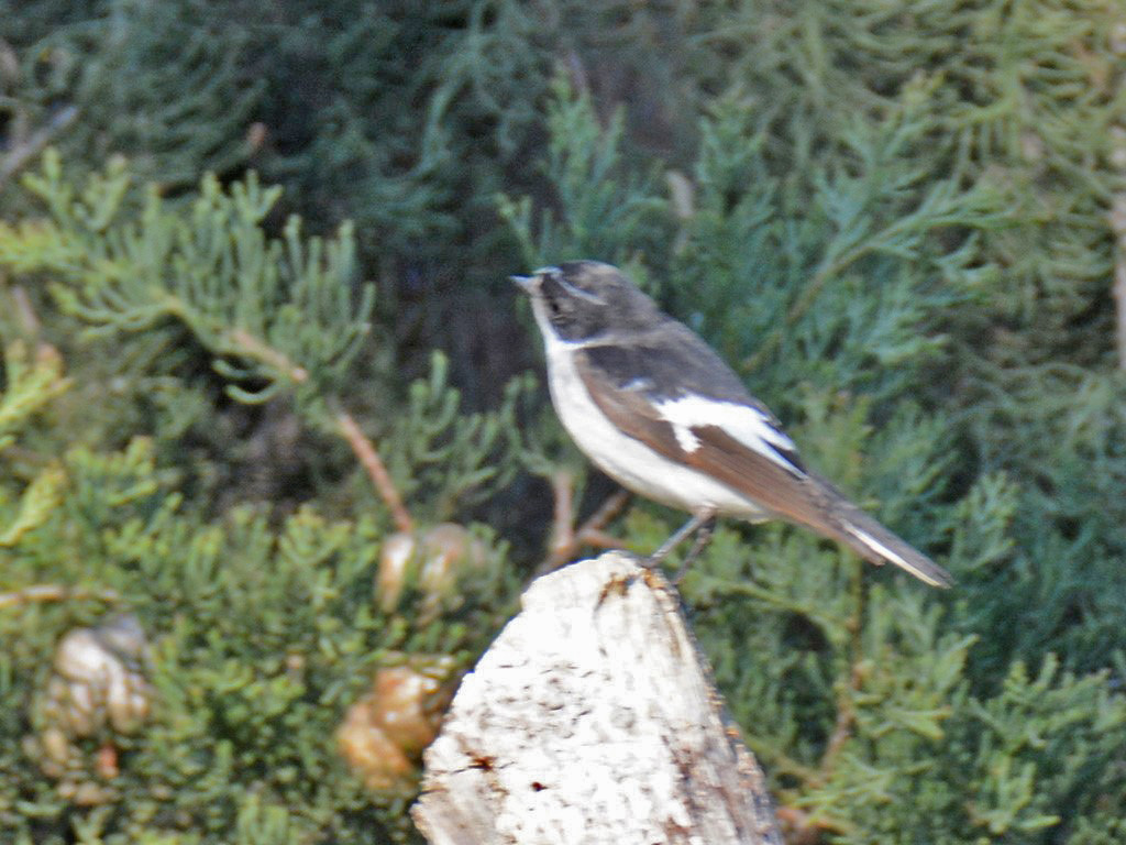 Semicollared Flycatcher