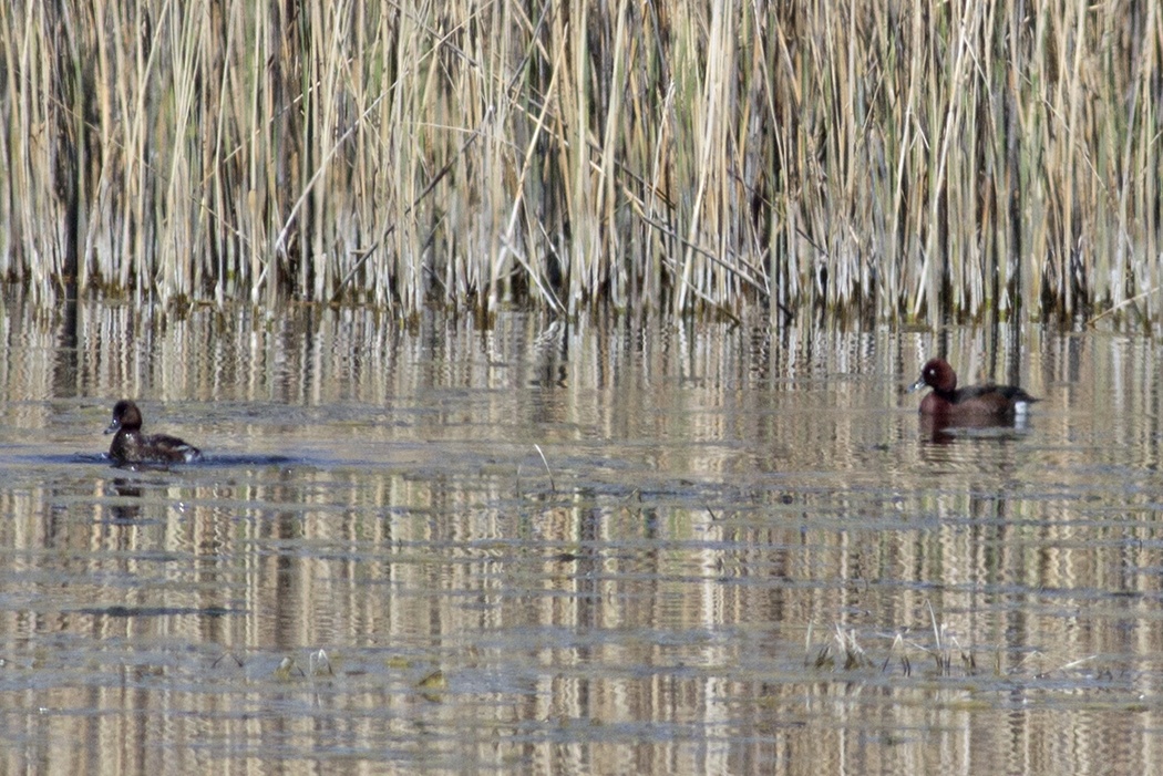 Ferruginous Duck