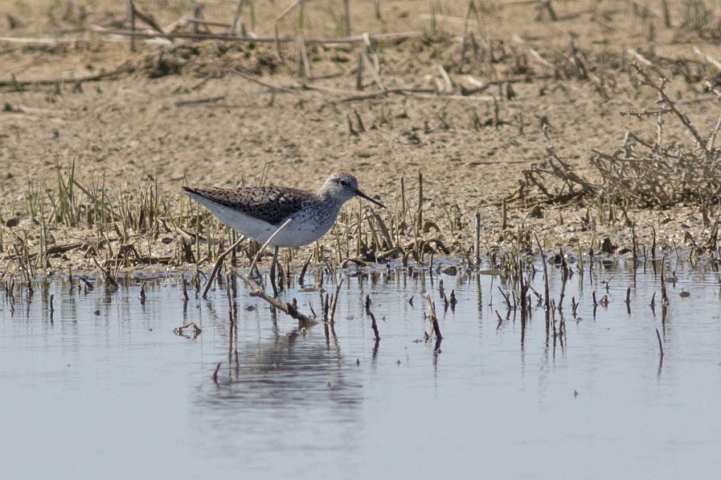 Marsh Sandpiper