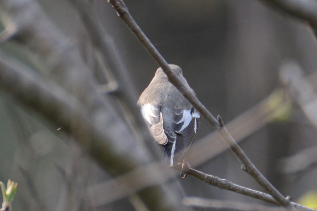Semicollared Flycatcher