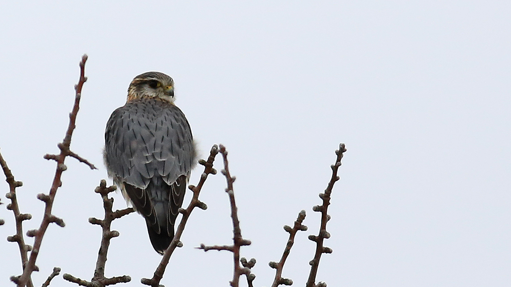 Merlin