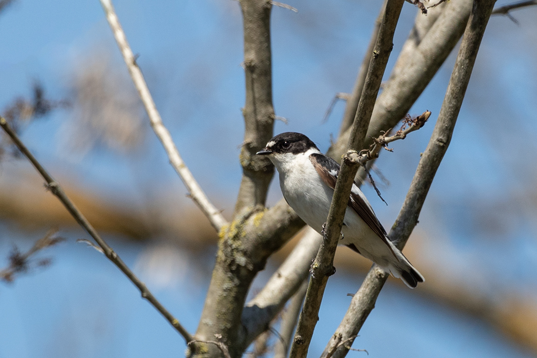 Semicollared Flycatcher