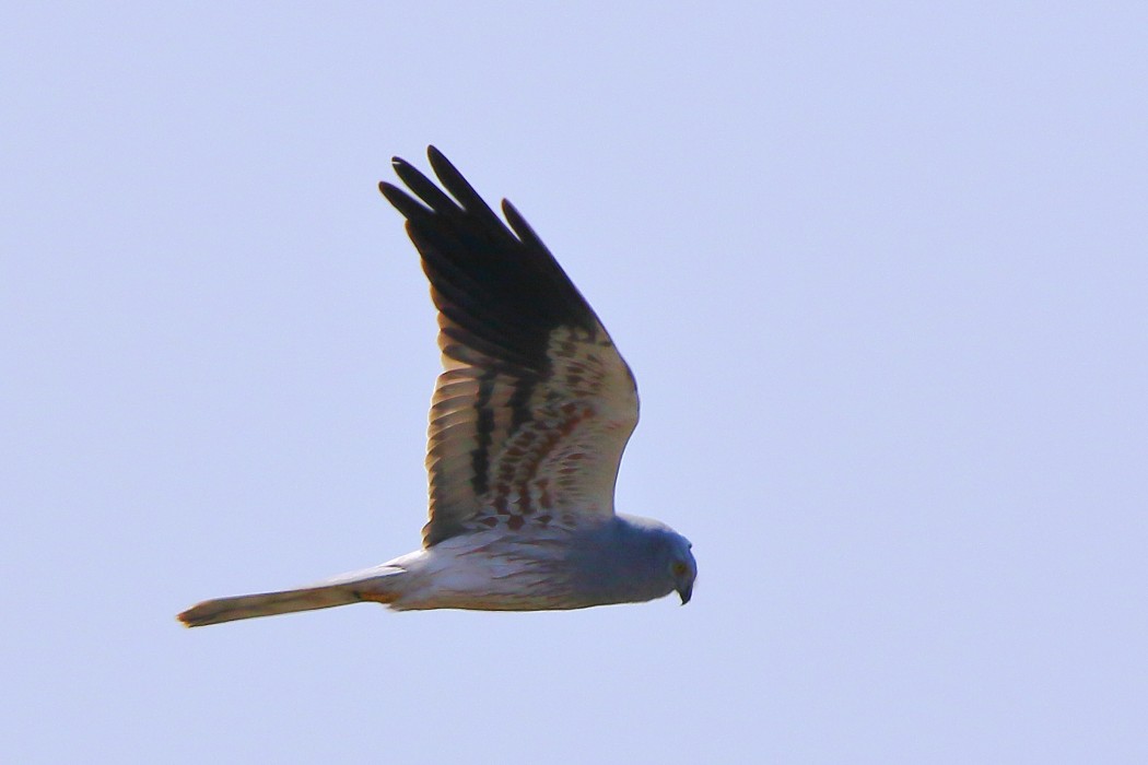 Montagu`s Harrier