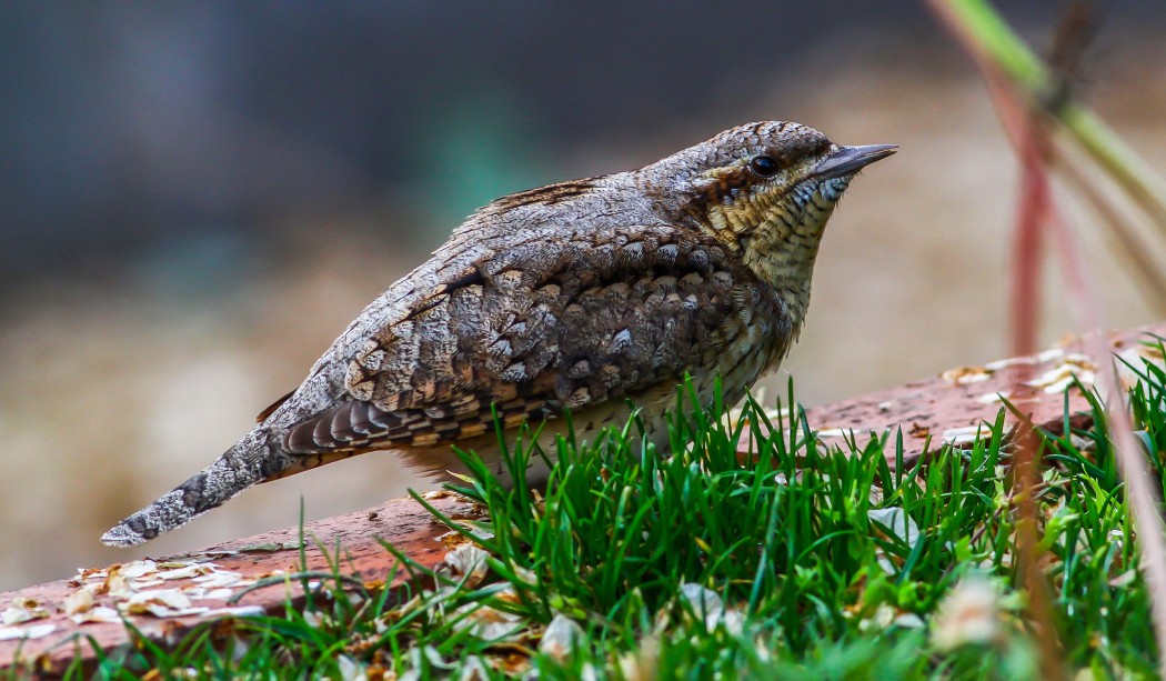 Eurasian Wryneck