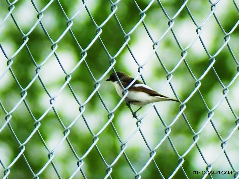 European Pied Flycatcher