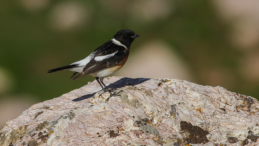 Siberian Stonechat