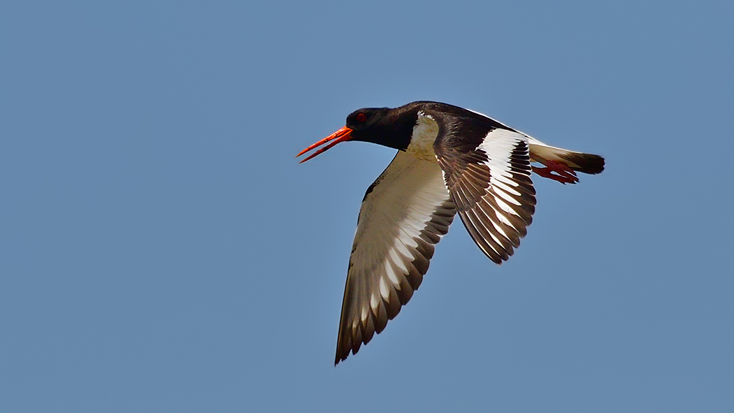 Eurasian Oystercatcher
