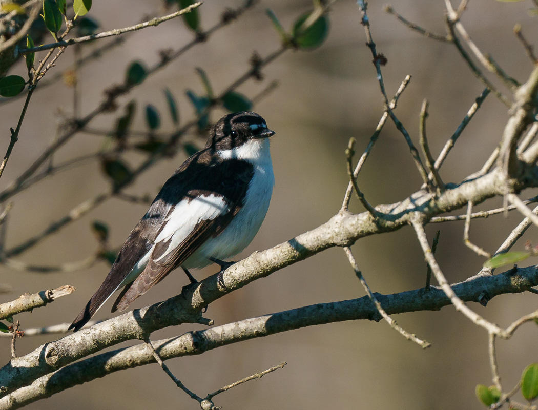 European Pied Flycatcher