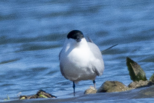 Gull-billed Tern