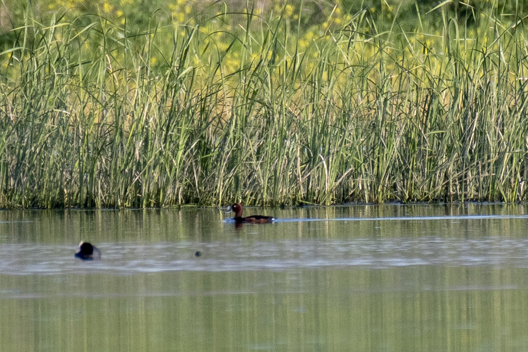 Ferruginous Duck