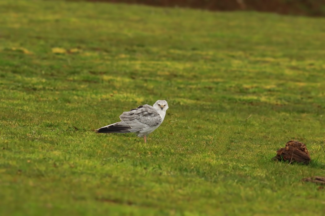 Pallid Harrier