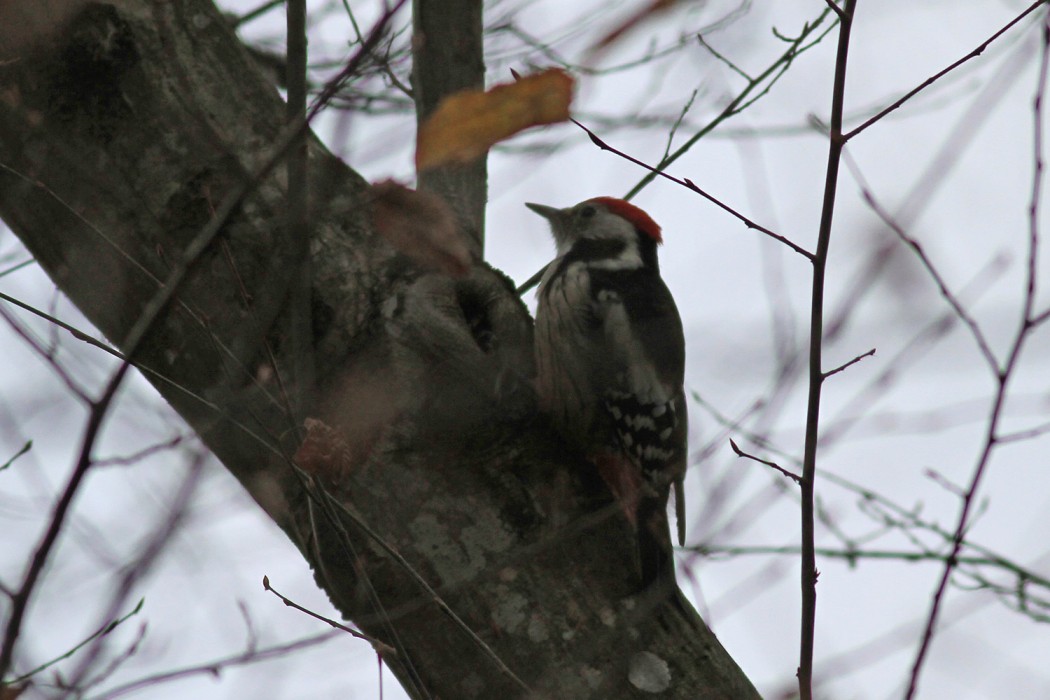 Middle Spotted Woodpecker