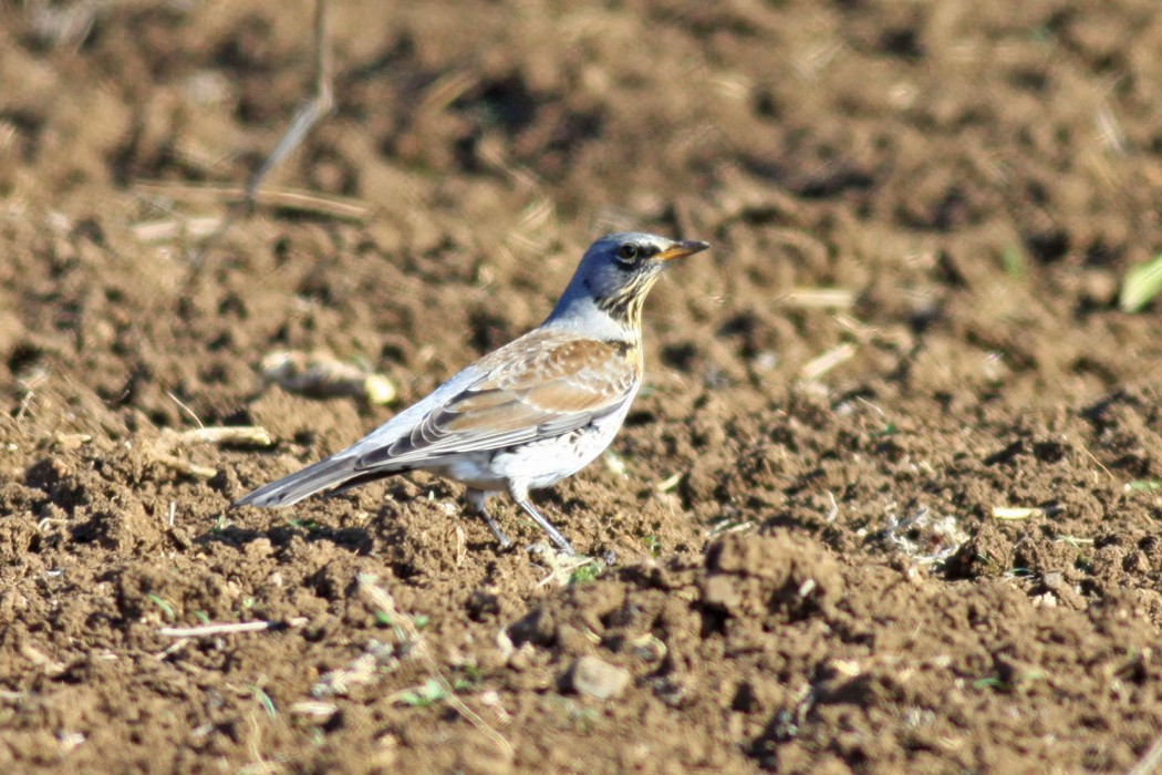 Fieldfare