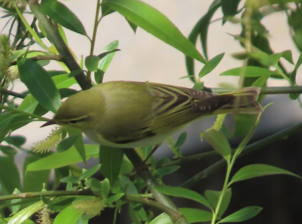 Wood Warbler