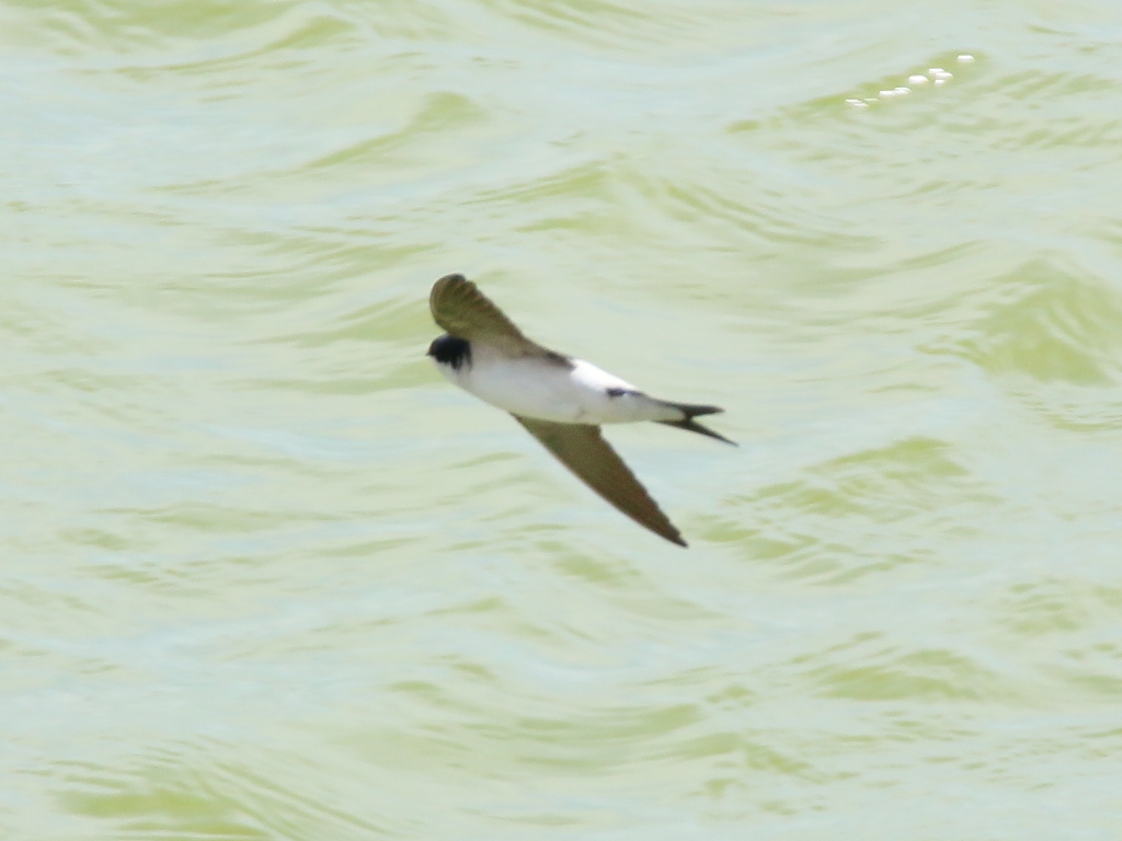 Western House Martin