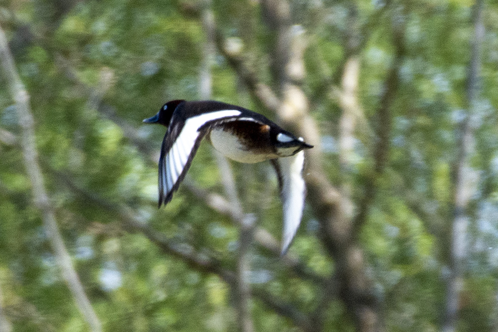 Ferruginous Duck