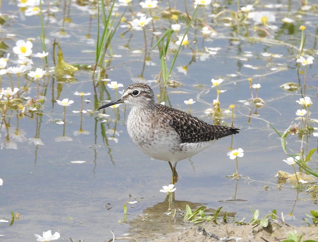 Wood Sandpiper