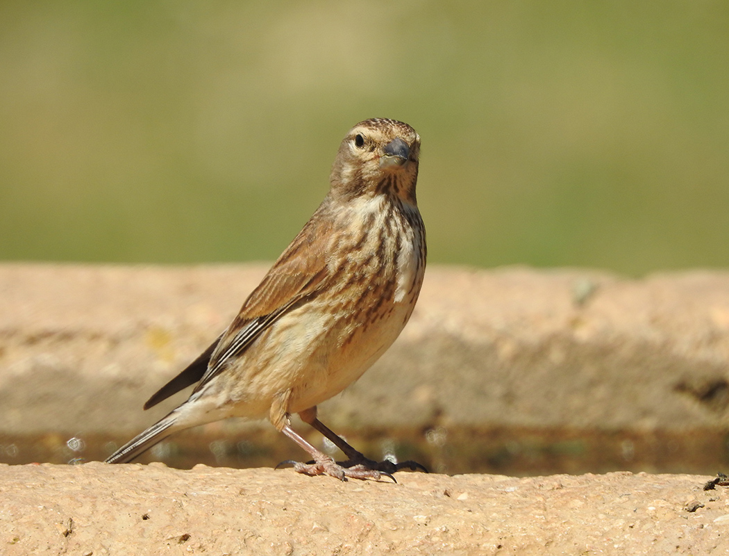 Common Linnet
