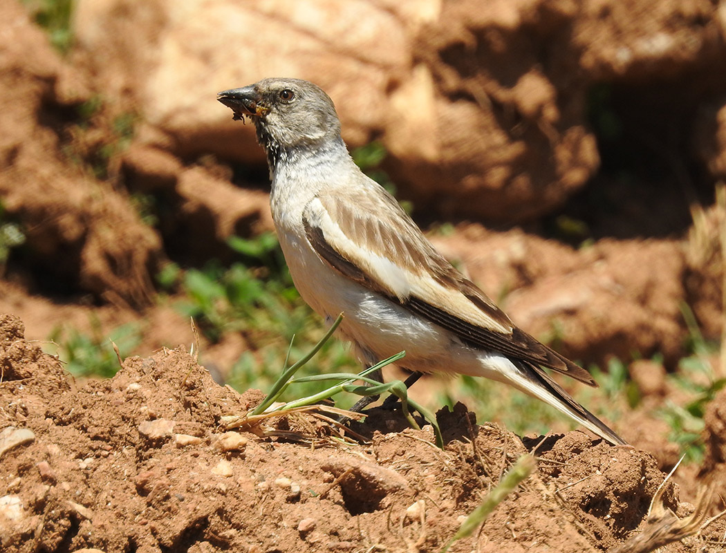 White-winged Snowfinch