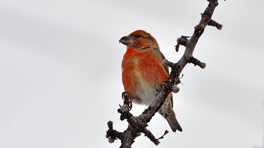 Red Crossbill