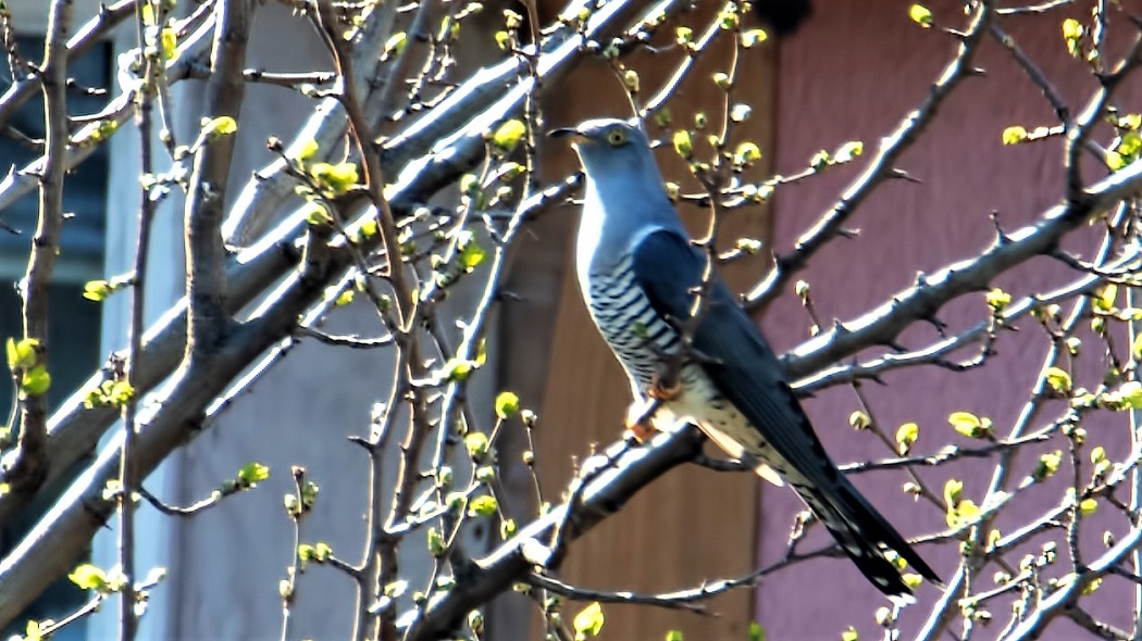 Common Cuckoo