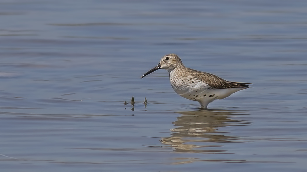 Dunlin
