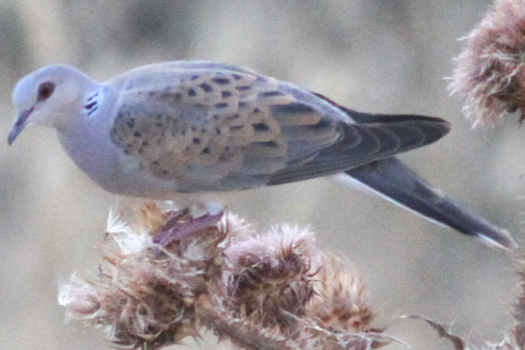 European Turtle Dove