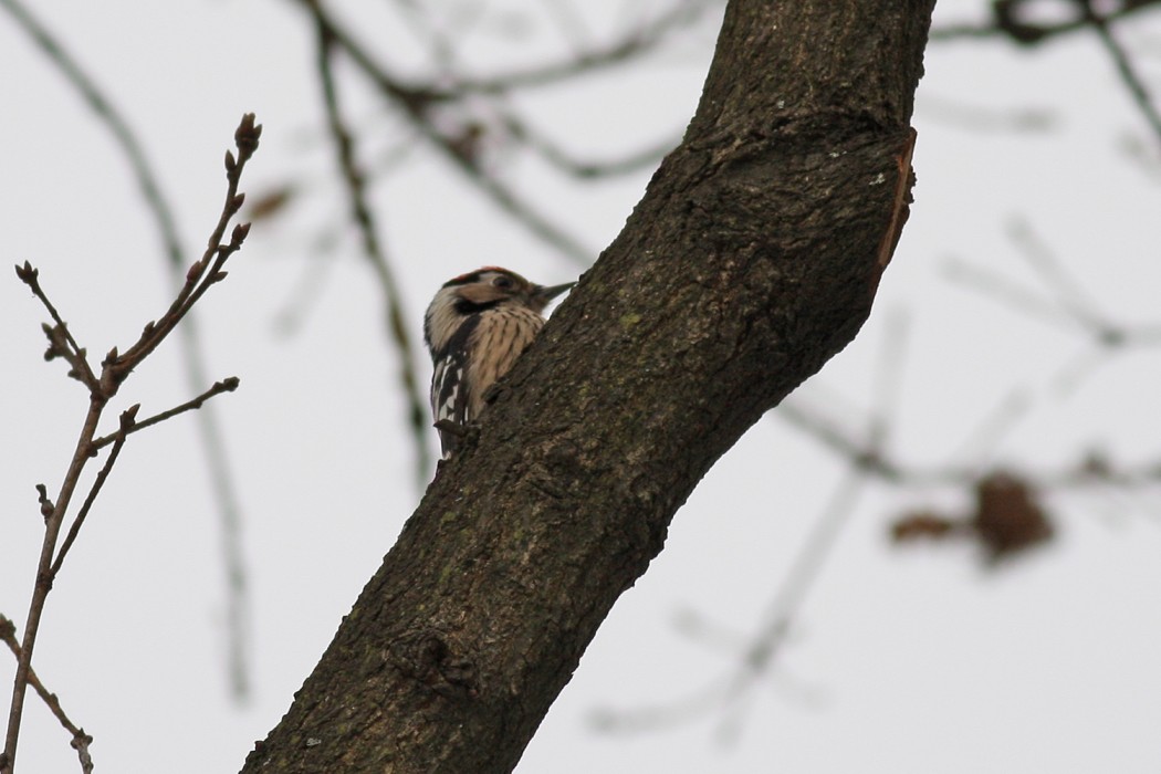 Lesser Spotted Woodpecker