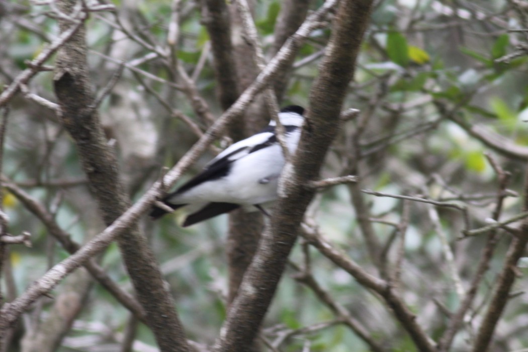 Collared Flycatcher