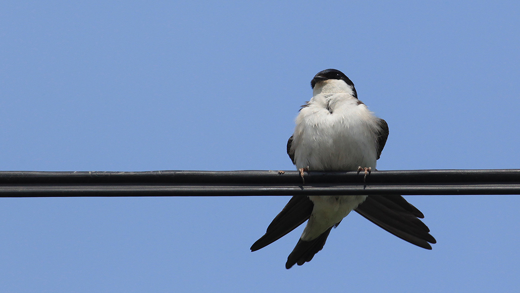 Common House Martin