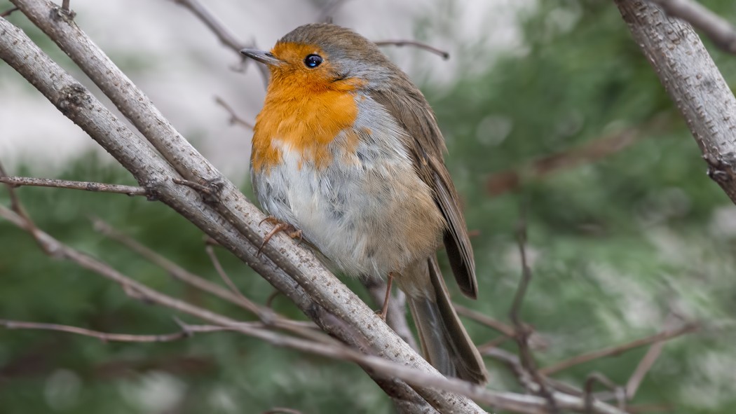 European Robin
