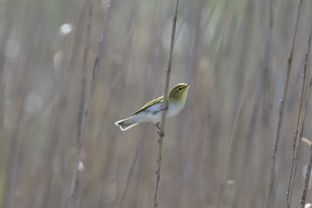 Wood Warbler