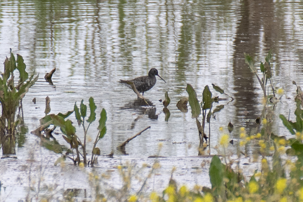 Spotted Redshank