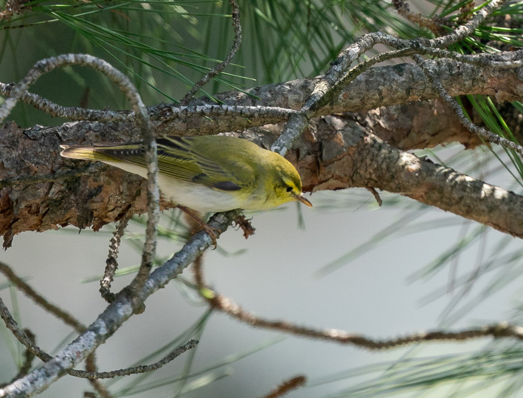 Wood Warbler