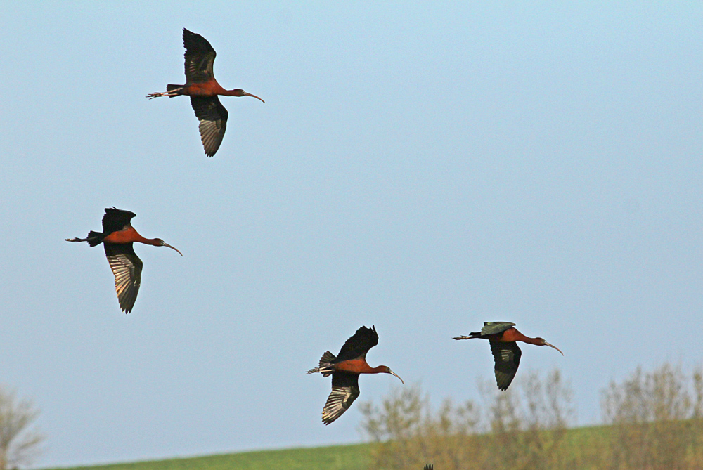 Glossy Ibis