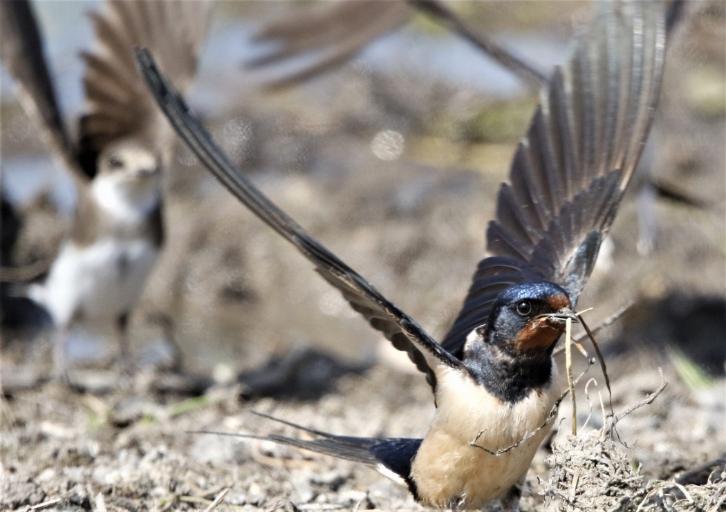 Barn Swallow