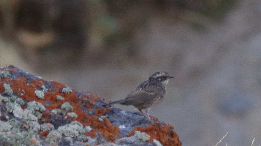 Radde`s Accentor