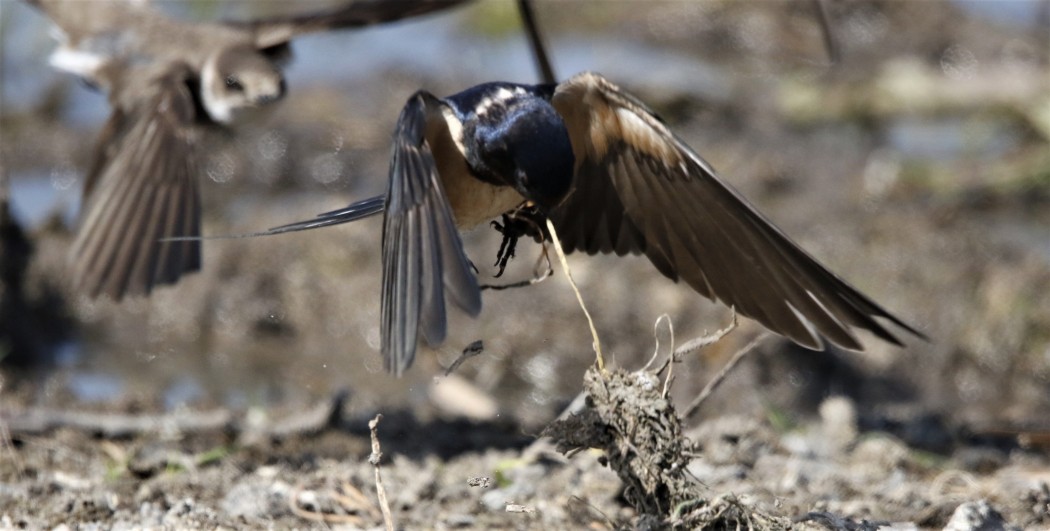 Sand Martin