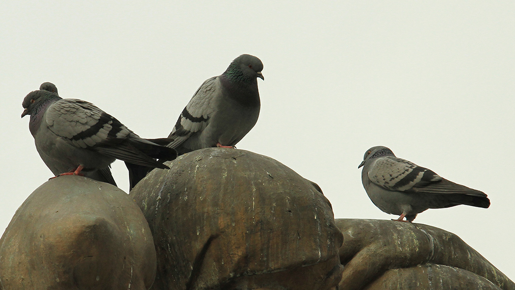 Rock Dove