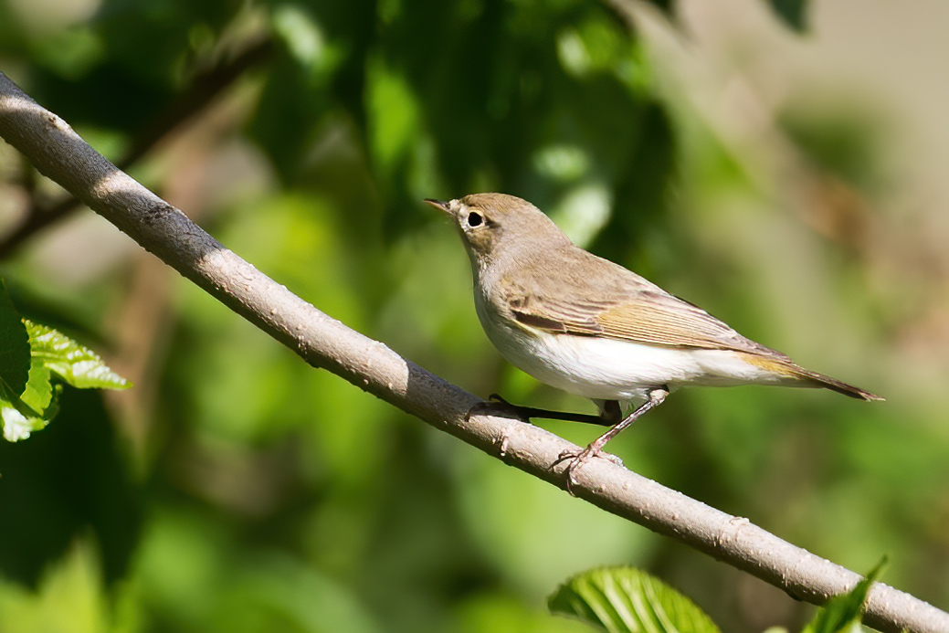 Eastern Bonelli`s Warbler